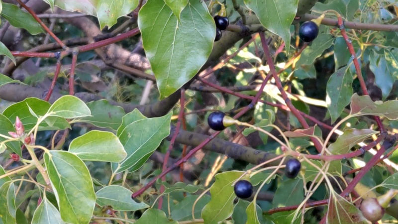クスノキの果実 東京都大田区平和島公園