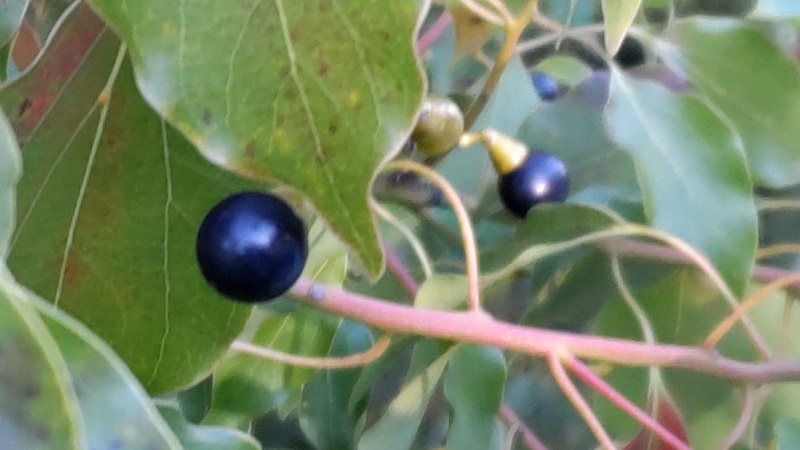 クスノキの果実 東京都大田区平和島公園