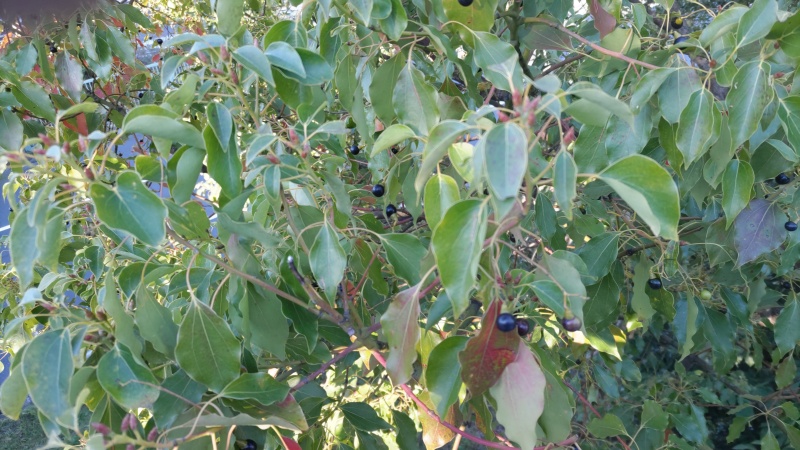 クスノキの果実 東京都大田区平和島公園
