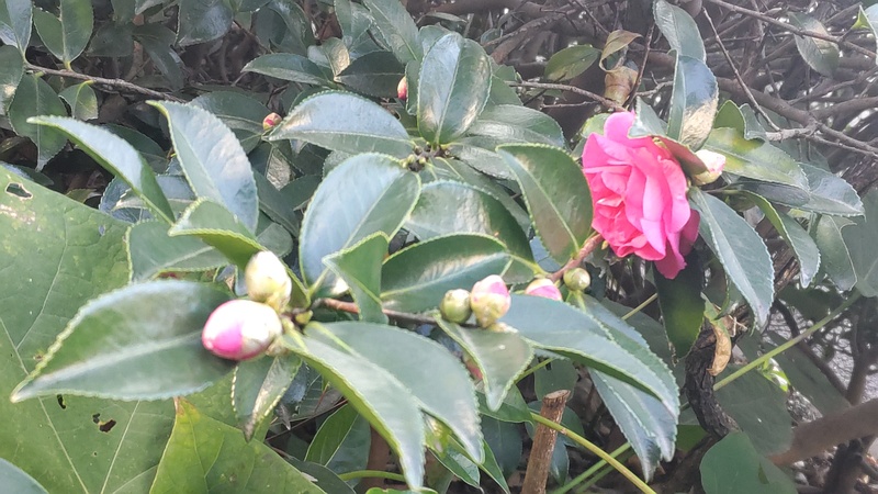 サザンカの花 東京都大田区大和大橋
