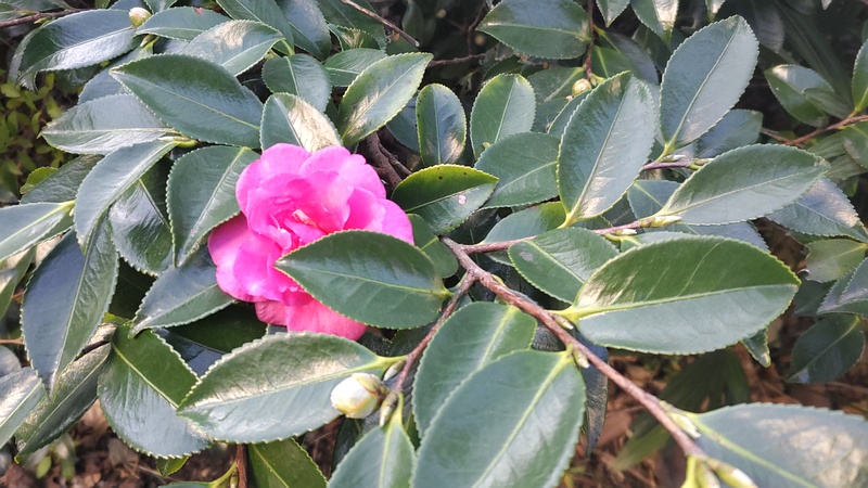 サザンカの花 東京都大田区大和大橋