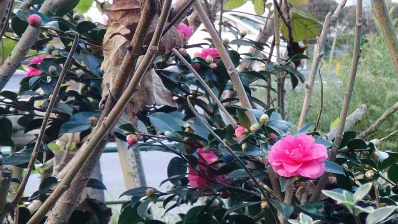 サザンカの花 東京都大田区大和大橋