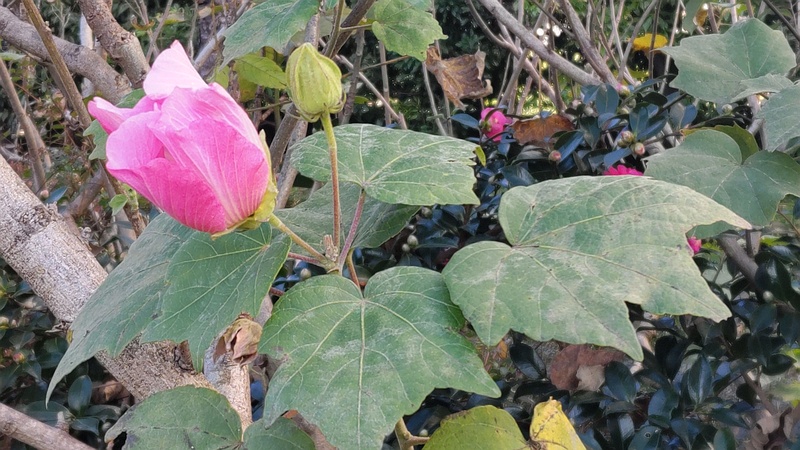 フヨウの花とサザンカの花 東京都大田区大和大橋