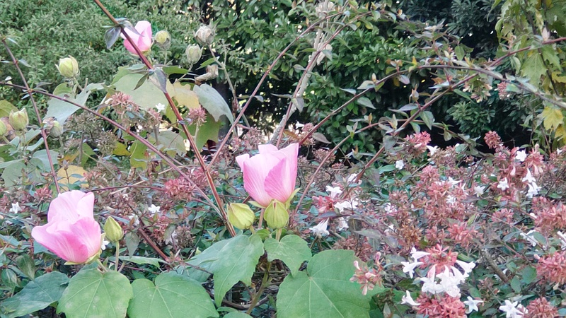フヨウの花、アベリアの花 東京都大田区大和大橋