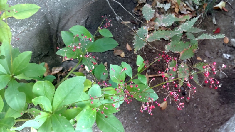 ハゼラン 東京都大田区平和の森公園