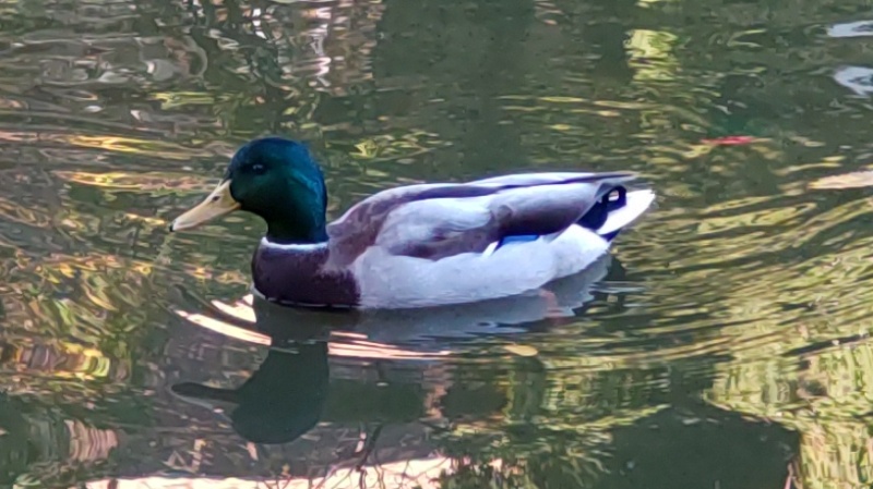 ひょうたん池のマガモ 東京都大田区平和の森公園