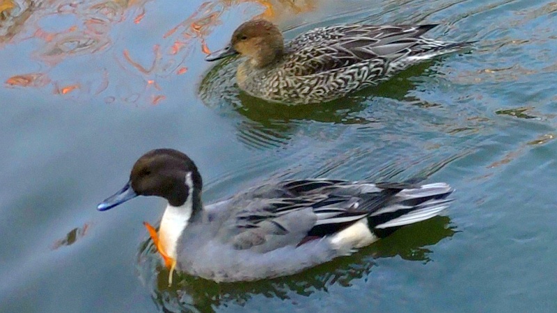 ひょうたん池のオナガガモ 東京都大田区平和の森公園