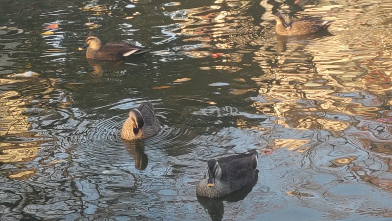 ひょうたん池のカルガモ 東京都大田区平和の森公園