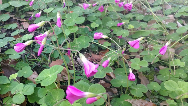 フヨウカタバミ 東京都大田区平和島公園