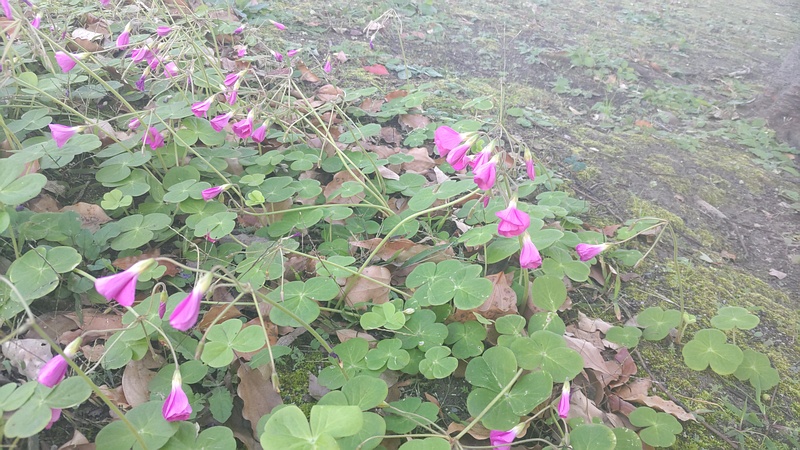 フヨウカタバミ 東京都大田区平和島公園