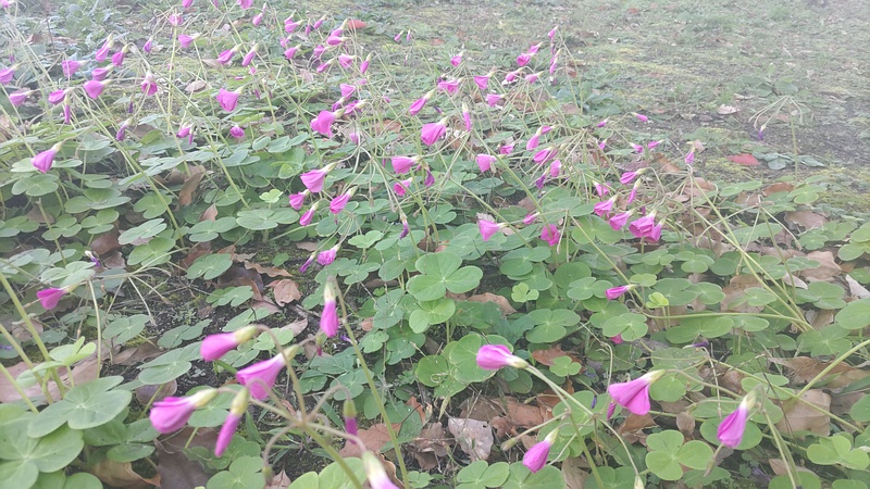 フヨウカタバミ 東京都大田区平和島公園