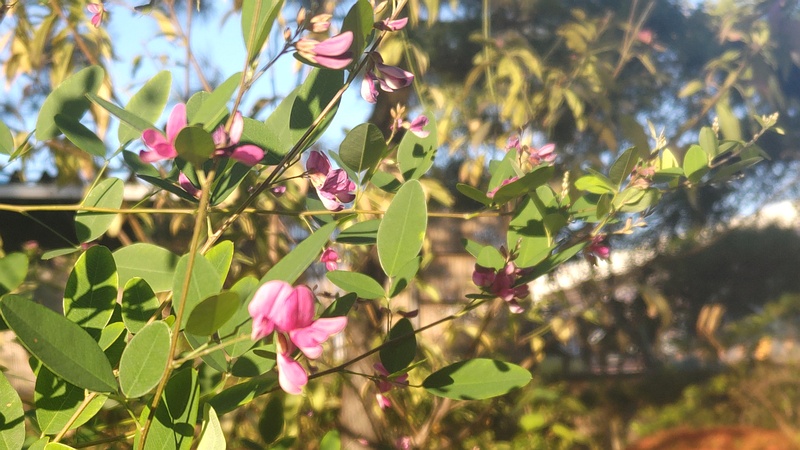 ミヤギノハギの花 東京都大田区平和島公園