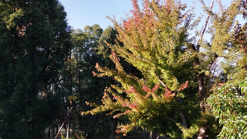 アキニレ 東京都大田区平和島公園