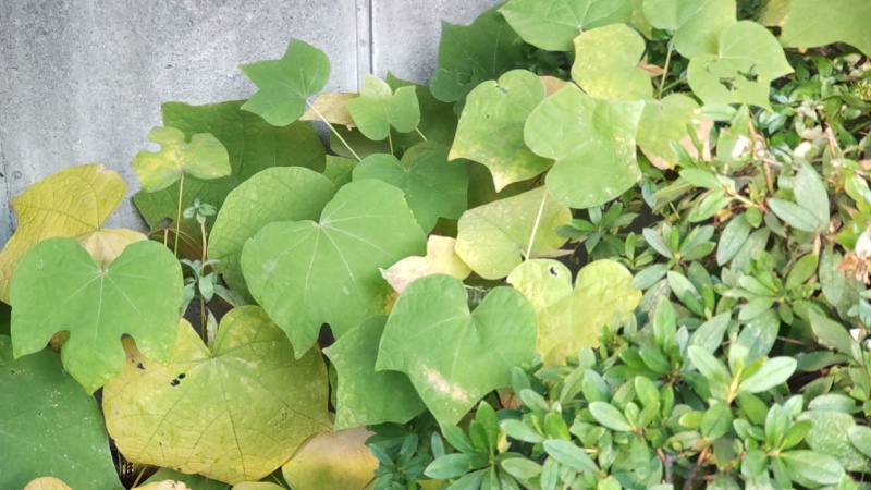 アオギリの幼木 東京都大田区平和島