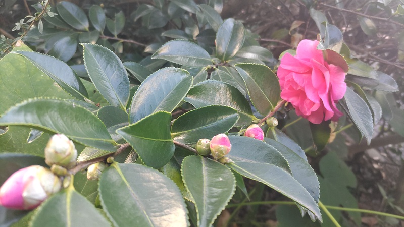 サザンカの花 東京都大田区大和大橋