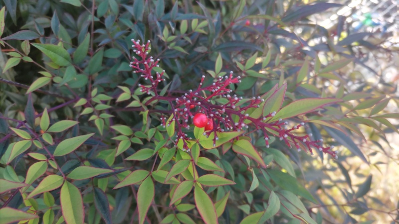 ナンテンの果実 横浜市旭区帷子川親水緑道