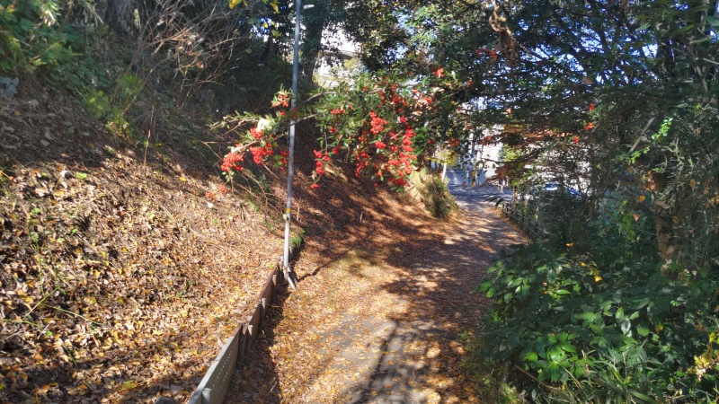 ピラカンサ 横浜市旭区帷子川親水緑道