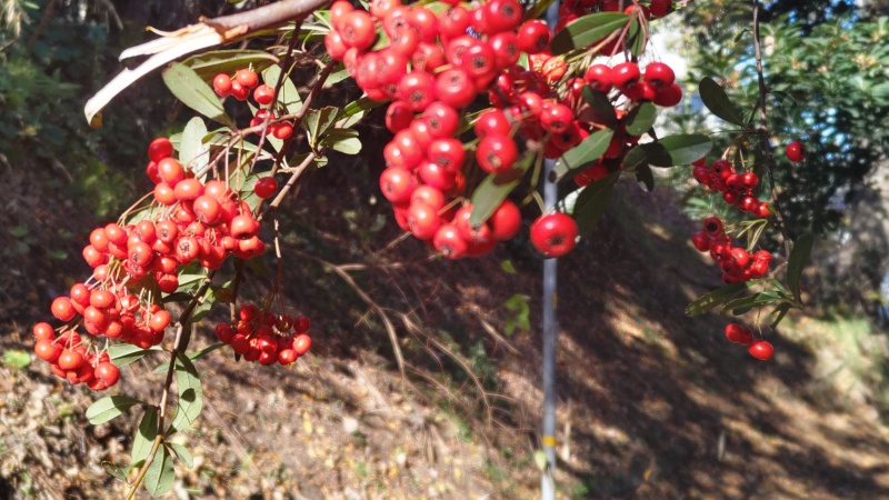ピラカンサ 横浜市旭区帷子川親水緑道
