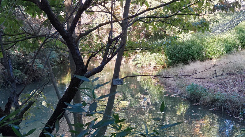 ミズキの名札 横浜市旭区帷子川親水緑道