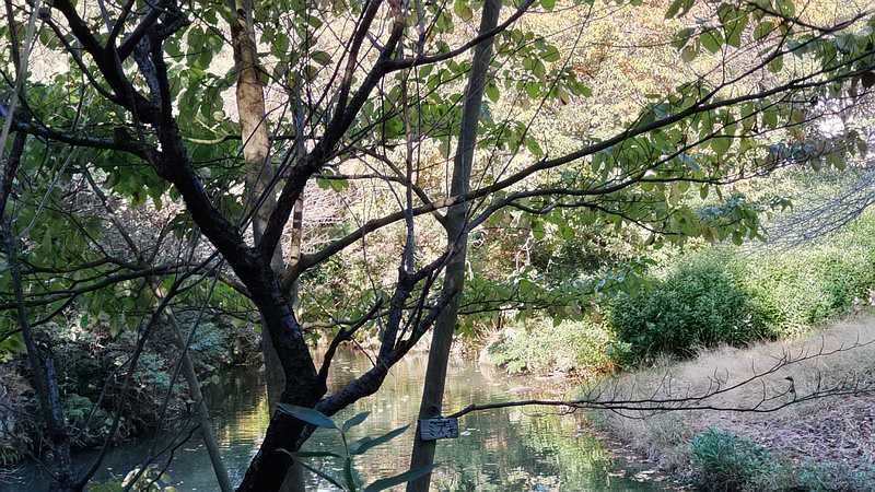 ミズキの名札 横浜市旭区帷子川親水緑道