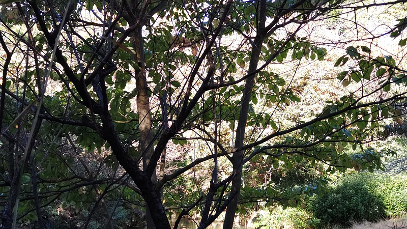 ミズキ 横浜市旭区帷子川親水緑道