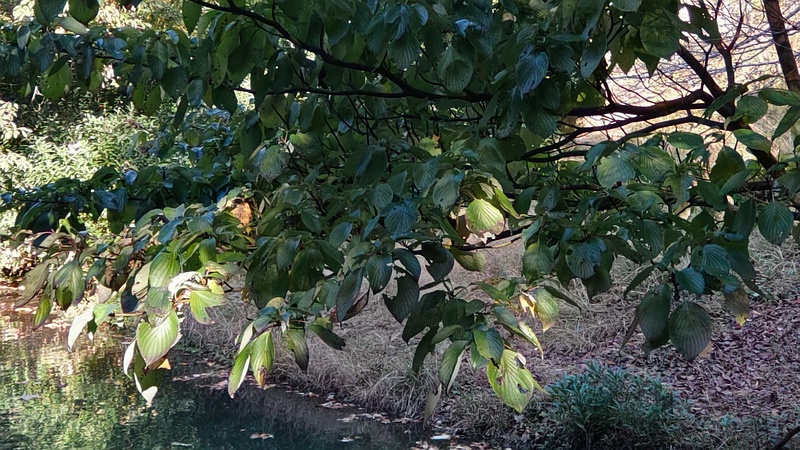 ミズキ 横浜市旭区帷子川親水緑道