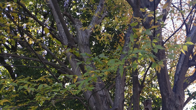 アカシデ 横浜市旭区帷子川親水緑道