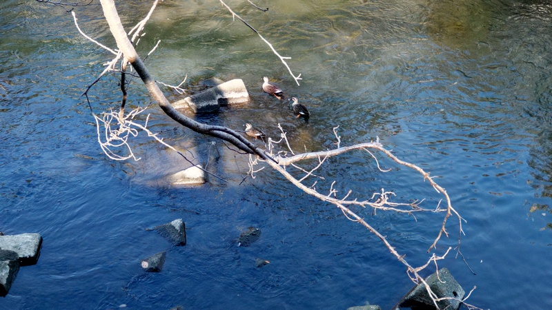 カルガモ 横浜市旭区鶴ヶ峰