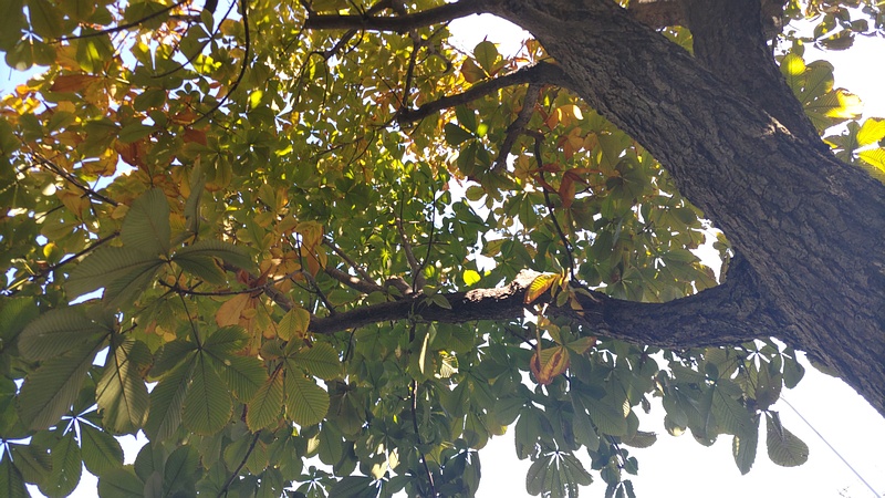 トチノキ 横浜市旭区鶴ヶ峰