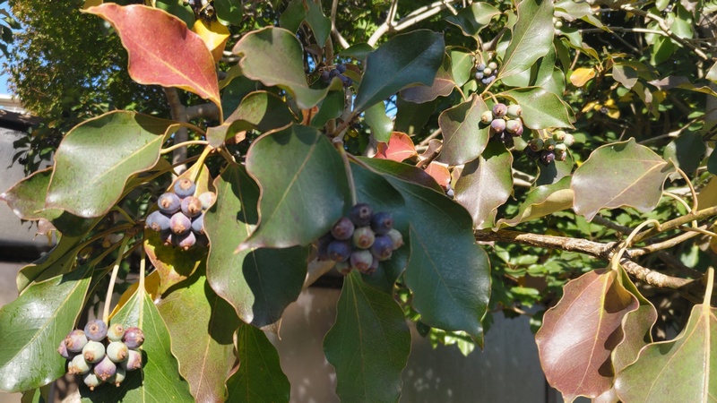カクレミノの果実 横浜市旭区鶴ヶ峰