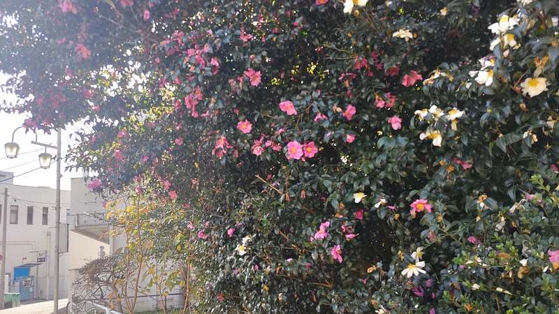 サザンカの花 横浜市旭区鶴ヶ峰鶴ヶ峰公園