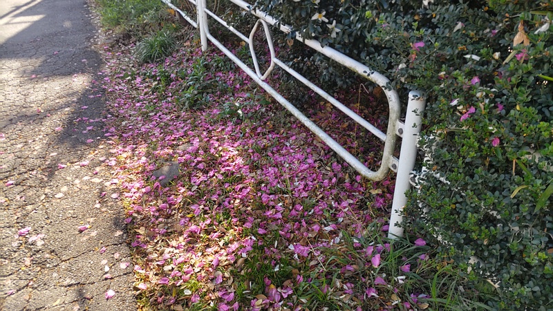 サザンカの花 横浜市旭区鶴ヶ峰鶴ヶ峰公園