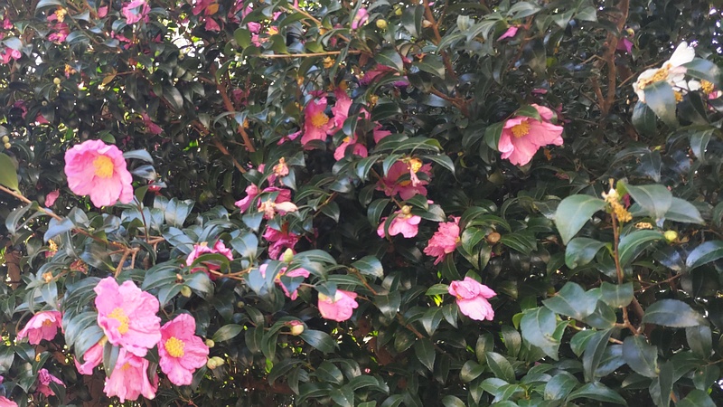 サザンカの花 横浜市旭区鶴ヶ峰鶴ヶ峰公園