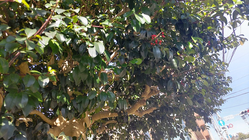 クロガネモチ 横浜市旭区鶴ヶ峰本町畠山重忠公碑