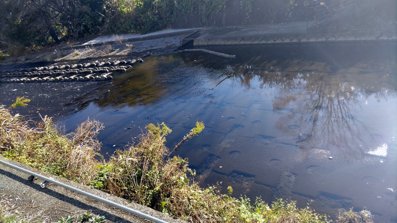 帷子川 横浜市旭区今川町