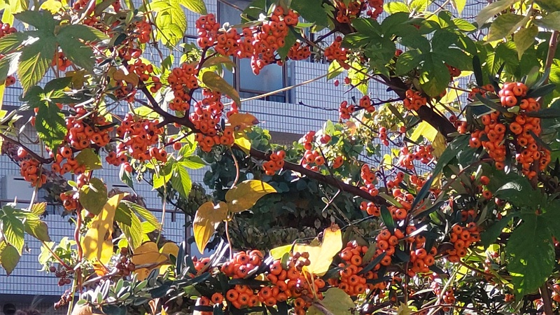 ピラカンサ 横浜市旭区今川町