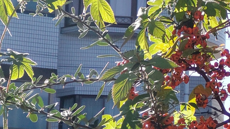 ピラカンサ 横浜市旭区今川町