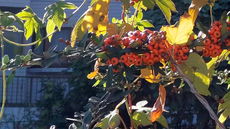 ピラカンサ 横浜市旭区今川町