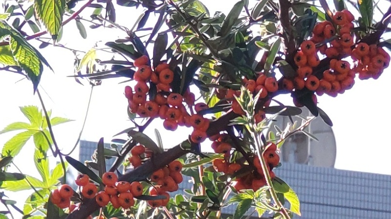 ピラカンサ 横浜市旭区今川町