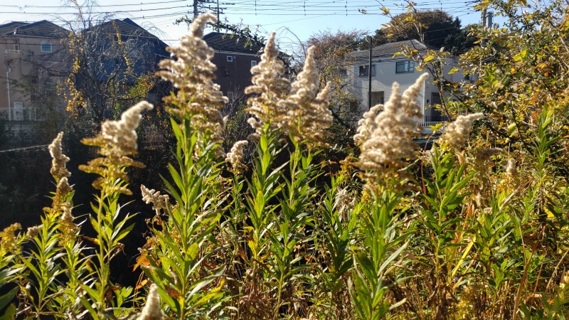 セイタカアワダチソウの綿穂 横浜市旭区今川町