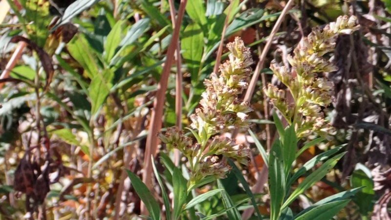 セイタカアワダチソウの果実 横浜市旭区今川町
