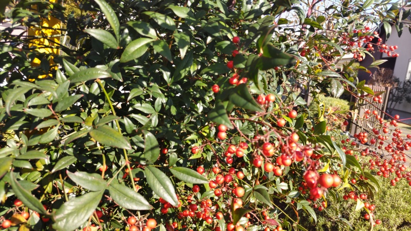 ナンテンの果実 横浜市旭区今川町