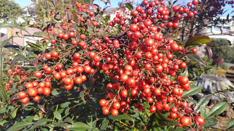 ナンテンの果実 横浜市旭区今川町