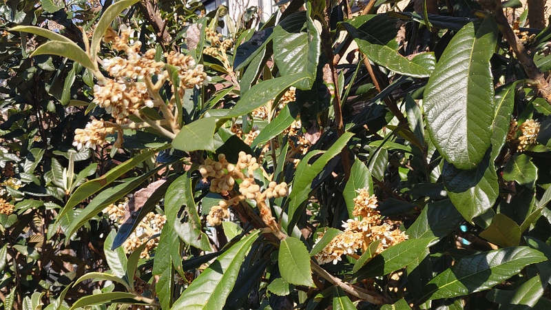 ビワの花と果実 横浜市旭区鶴ヶ峰本町