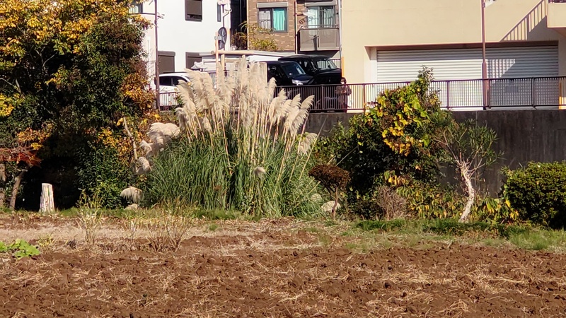 シロガネヨシ 横浜市旭区鶴ヶ峰本町