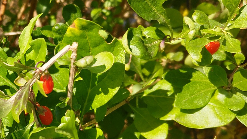 クコの果実 横浜市旭区鶴ヶ峰本町