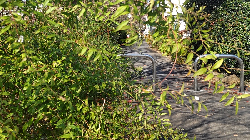 ユキヤナギの花 横浜市旭区鶴ヶ峰本町
