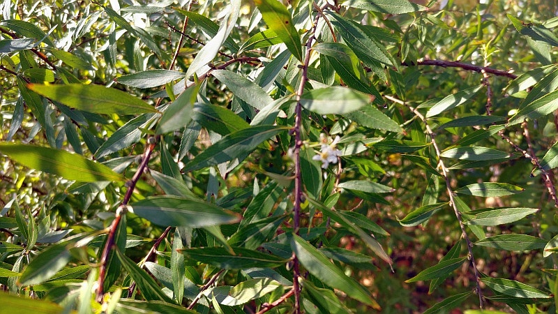 ユキヤナギの花 横浜市旭区鶴ヶ峰本町