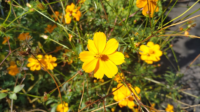 キバナコスモスの花 横浜市旭区今宿東町