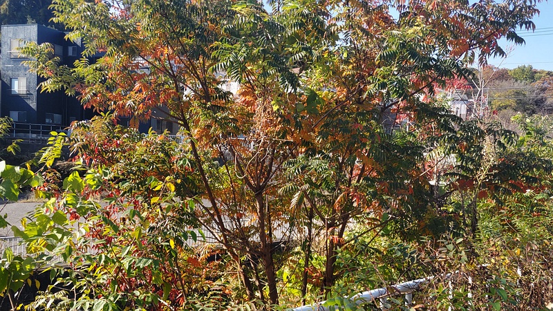 ハゼノキ 横浜市旭区今宿東町